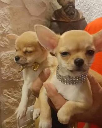 Chihuahua toy