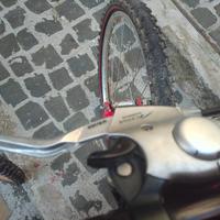 Daytona carraro