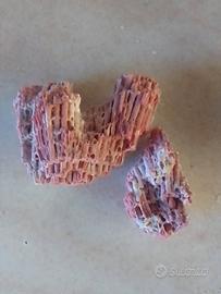 Corallo + conchiglia in omaggio