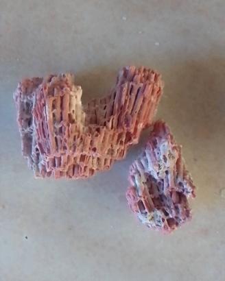 Corallo + conchiglia in omaggio
