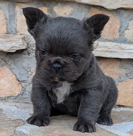 Cucciola bulldog francese blu fluffy