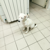 Schumi maschietto taglia piccola di 4 mesi