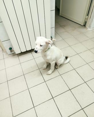 Schumi maschietto taglia piccola di 4 mesi