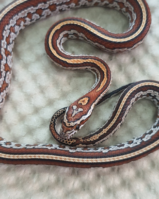 Serpenti del grano e serpenti muso di porcello