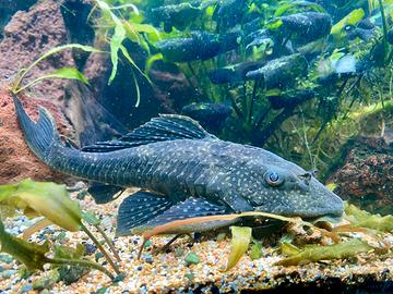 Pleco Hypostomus Plecostomus