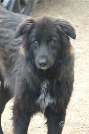 Cani simil Border Collie