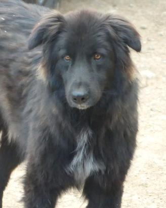 Cani simil Border Collie