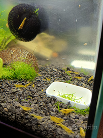 Caridine davidi yellow