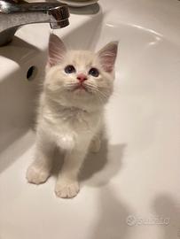 Gattini Ragdoll dolcissimi