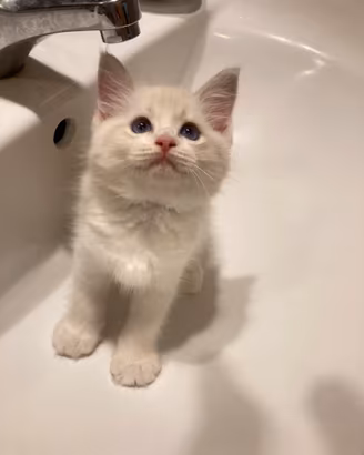 Gattini Ragdoll dolcissimi