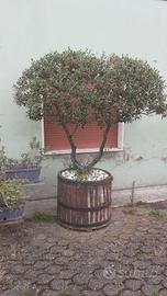 Ulivo in vaso