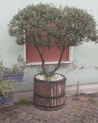 Ulivo in vaso