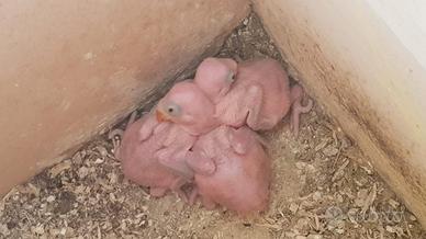 Pulli parrocchetto dal collare pezzati