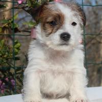 Jack Russell Terrier