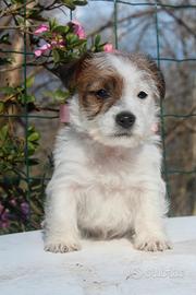 Jack Russell Terrier