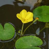 piante di Nymphoides peltata