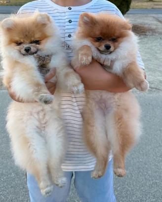 Cuccioli Pomerania