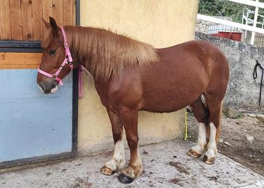 Cavalla tpr 4 anni pronta da montare