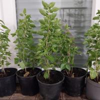 PIANTINE BASILICO PERENNE