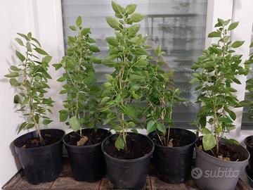 PIANTINE BASILICO PERENNE
