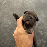Bulldog francese