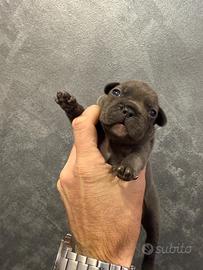 Bulldog francese