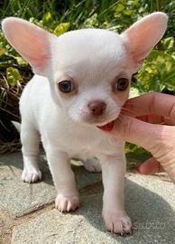 CHIHUAHUA TOY CUCCIOLI BIANCHI - pag comode rate