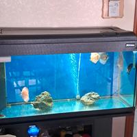 acquario 100 50 60