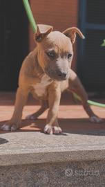 Amstaff cuccioli Blu Fawn