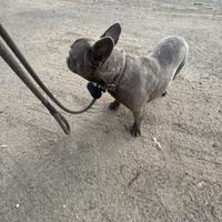 Bulldog francese