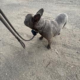 Bulldog francese
