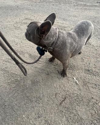 Bulldog francese