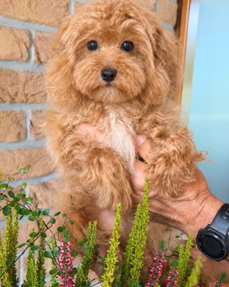 Cuccioli di barboncino toy