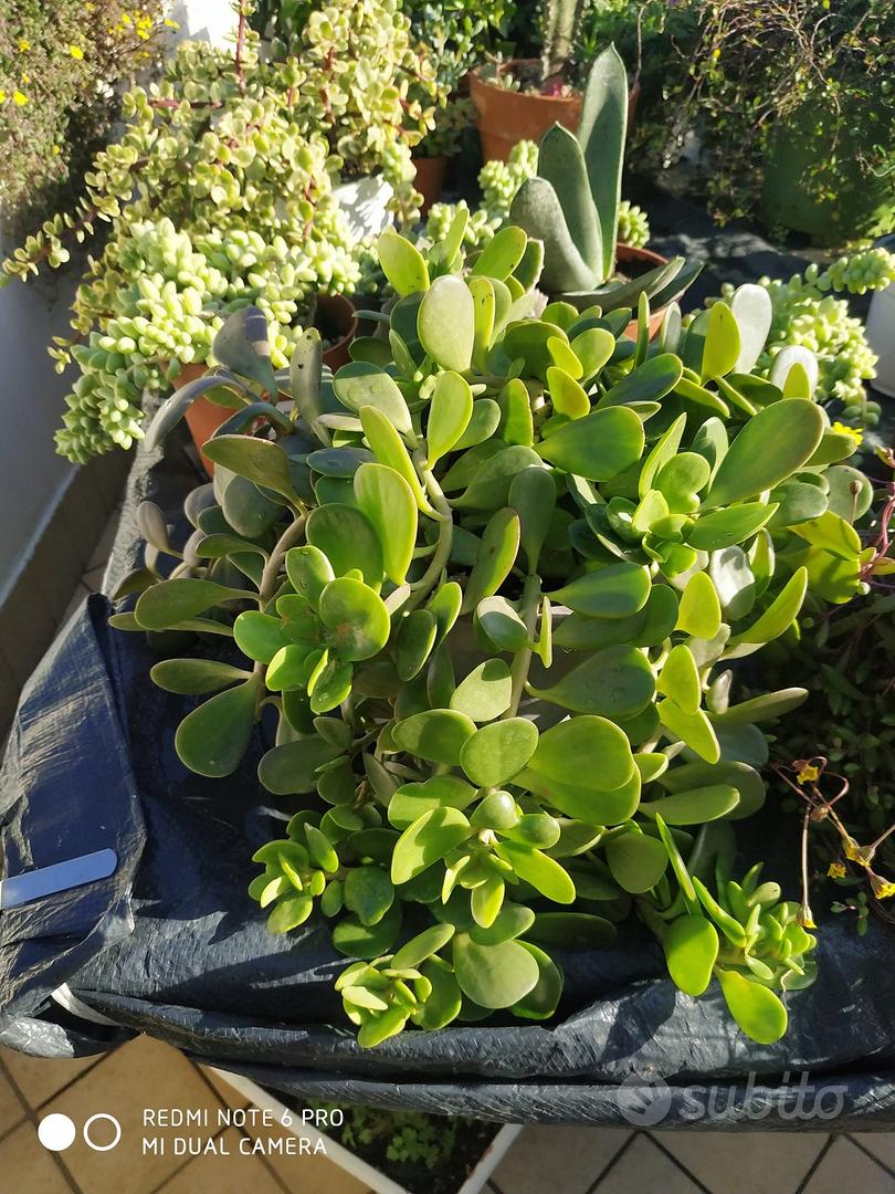 piante grasse - Giardino e Fai da te In vendita a Napoli