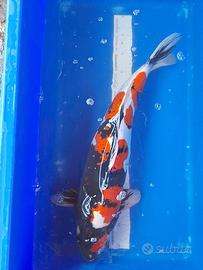 Koi showa
