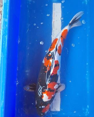 Koi showa
