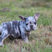 Cuccioli di bulldog francesi merle maschi femmine