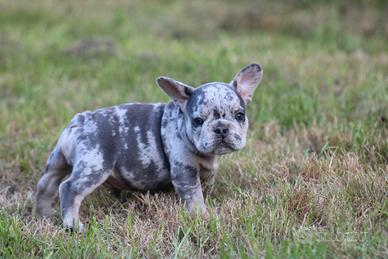 Cuccioli di bulldog francesi merle maschi femmine