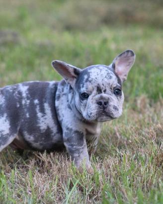 Cuccioli di bulldog francesi merle maschi