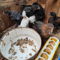 Pulcini marans e altri incroci di 2 mesi