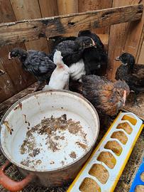Pulcini marans e altri incroci di 2 mesi