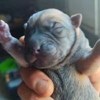 Cuccioli di sharpei