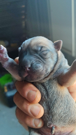 Cuccioli di sharpei