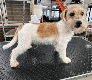 Cucciolone di Jack Russel a pelo duro