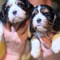 Cavalier King charles spaniel