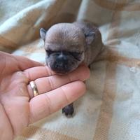 Dolcissimi cuccioli chihuahua toy