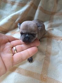 Dolcissimi cuccioli chihuahua toy