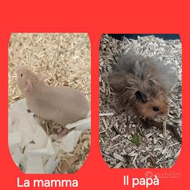 Cuccioli di criceto Dorato
