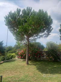 Bilocale arredato con balcone giardino a Burolo