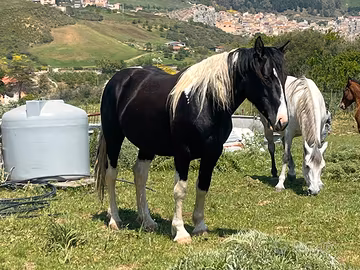 Cavallo